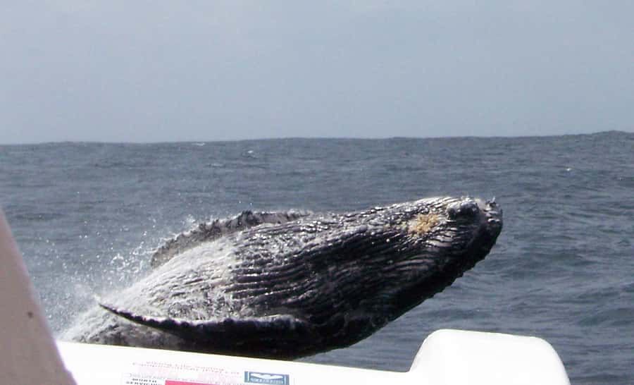 Plettenberg Bay: Whale-Watching Cruise - Check-In, Safety Briefing, and the Walk to the Boat