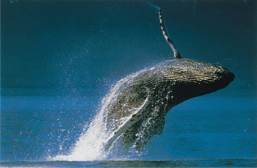 Plettenberg Bay: Whale-Watching Cruise - Southern Right vs Humpback Whales: Two Chances at Two Styles of Watching