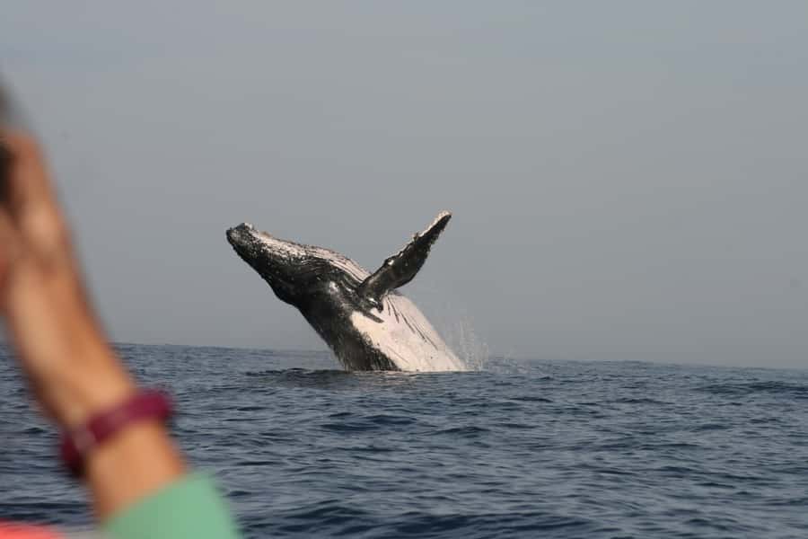 Plettenberg Bay: Whale-Watching Cruise - Robberg Peninsula Seals and the Seasonal Great White Possibility