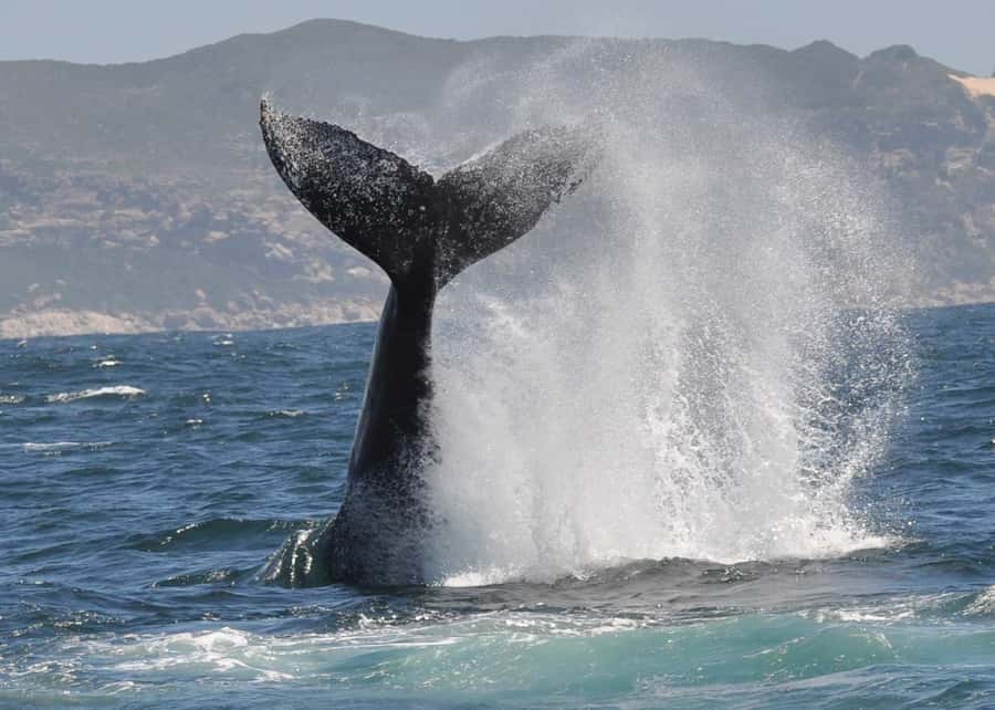 Plettenberg Bay: Whale-Watching Cruise - How to Get the Most Out of 90 Minutes at Sea