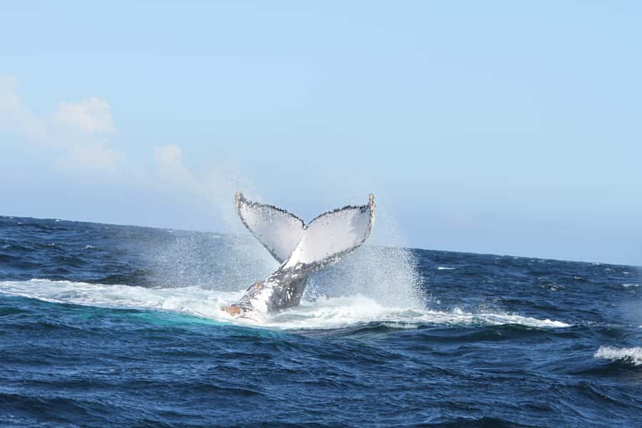Plettenberg Bay: Whale-Watching Cruise - Price and Value: Is $77 a Fair Deal for Plettenberg Bay Whale Watching?