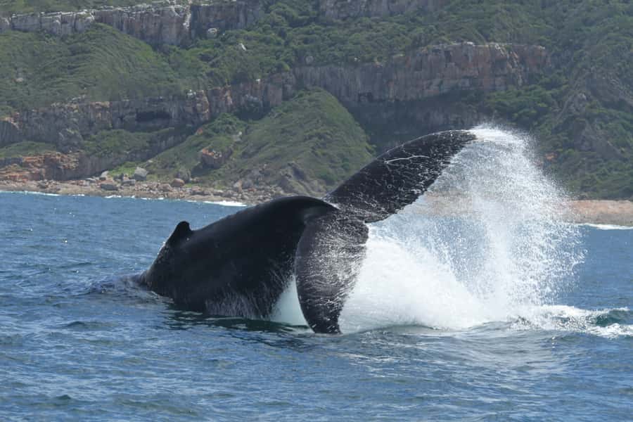 Plettenberg Bay: Whale-Watching Cruise - Who Should Book This Cruise, and Who Should Skip It