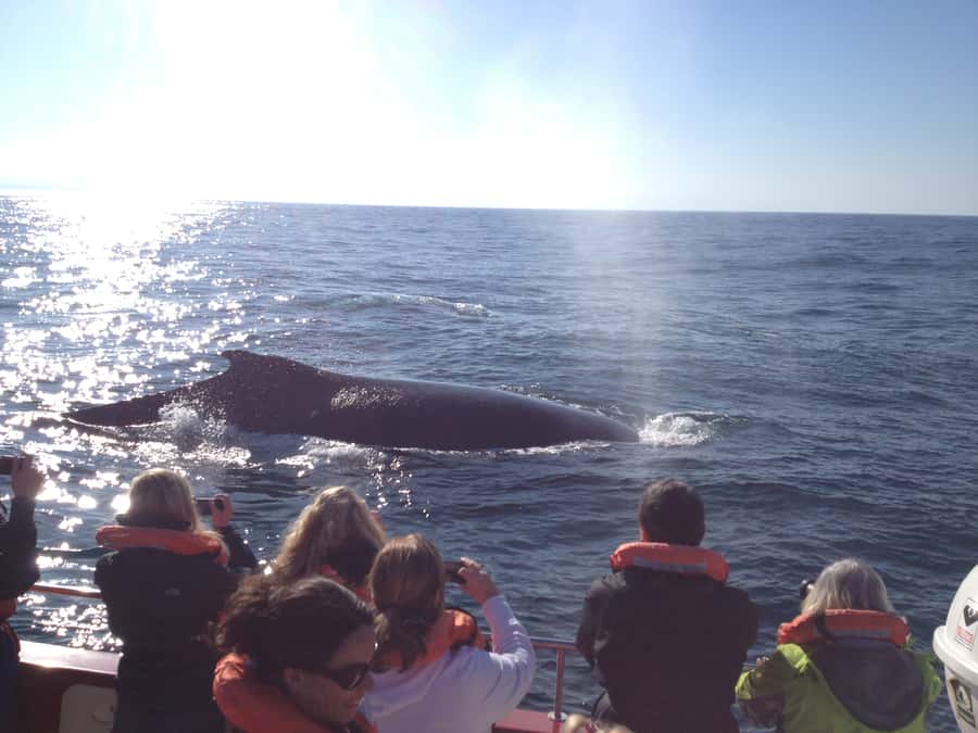 Plettenberg Bay: Whale-Watching Cruise - FAQ