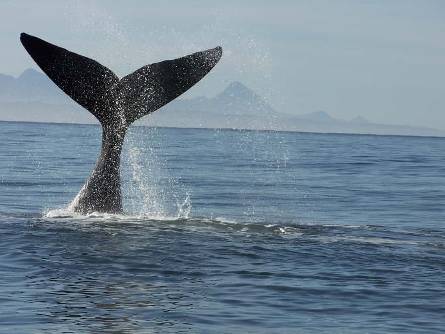 Plettenberg Bay: Whale-Watching Cruise - Leaving Plettenberg Bay: Launch Through the Surf, Then the Hunt Begins