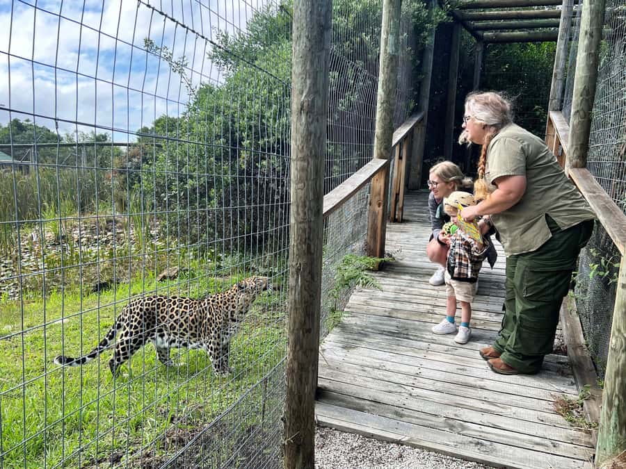 Plettenberg Bay: Wild Cat and Wildlife Guided Tour - Key highlights you will remember