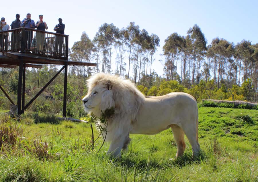 Plettenberg Bay: Wild Cat and Wildlife Guided Tour - Entering Tenikwa Wildlife Rehabilitation in Plettenberg Bay