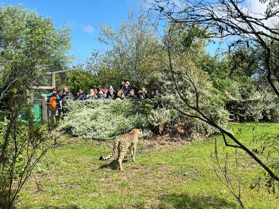Plettenberg Bay: Wild Cat and Wildlife Guided Tour - Spotting lions, leopards, cheetahs, servals and caracals (and where to aim your camera)