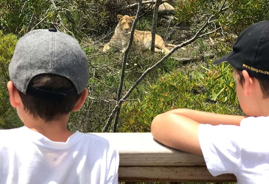 Plettenberg Bay: Wild Cat and Wildlife Guided Tour - Wildlife beyond the cats: Blue Crane, meerkats and marabou storks