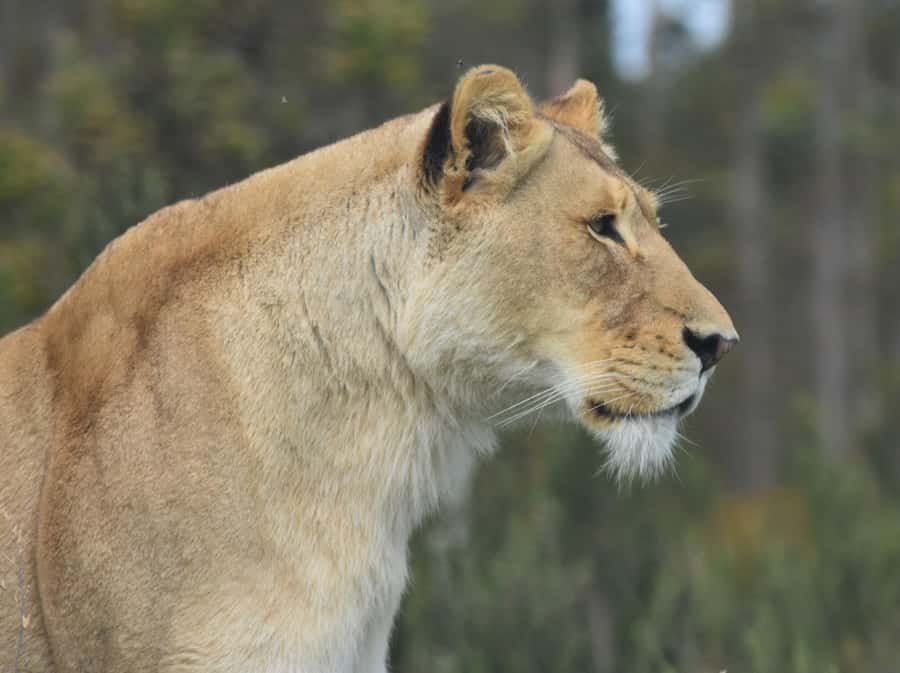 Plettenberg Bay: Wild Cat and Wildlife Guided Tour - What the short shopping time and meal break are really for