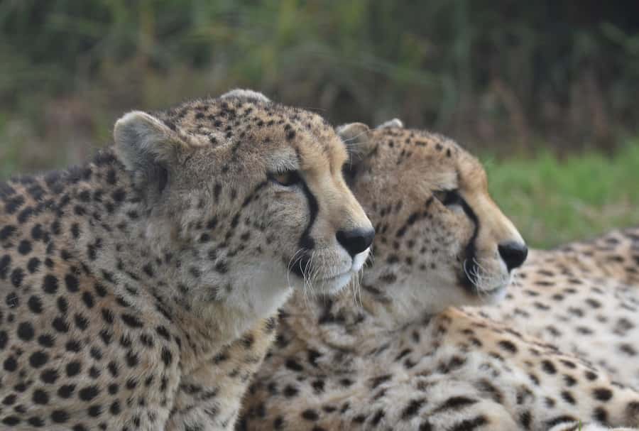 Plettenberg Bay: Wild Cat and Wildlife Guided Tour - Price and value for a guided wild cat hour near Plettenberg Bay