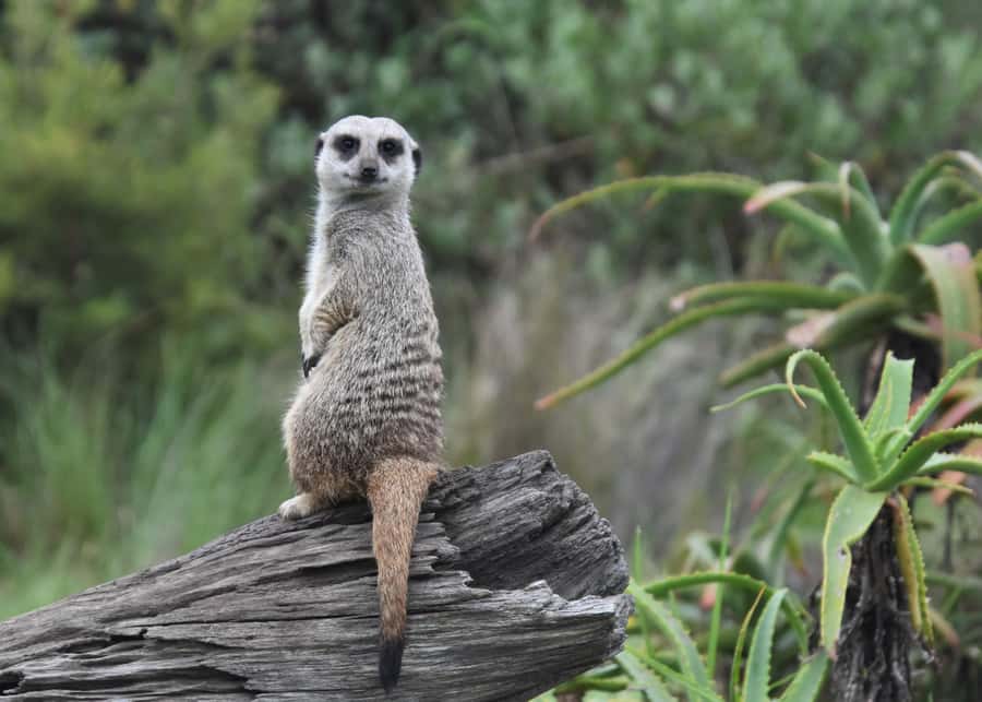 Plettenberg Bay: Wild Cat and Wildlife Guided Tour - Getting to Tenikwa: meeting point directions