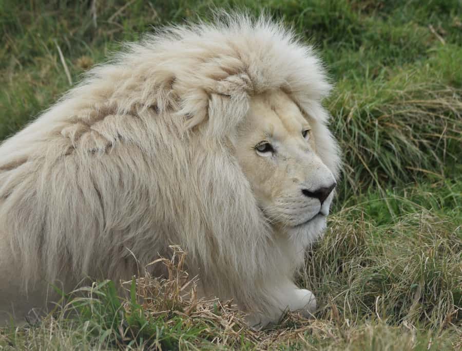 Plettenberg Bay: Wild Cat and Wildlife Guided Tour - The one-hour cat walk, safety first then wildlife viewing
