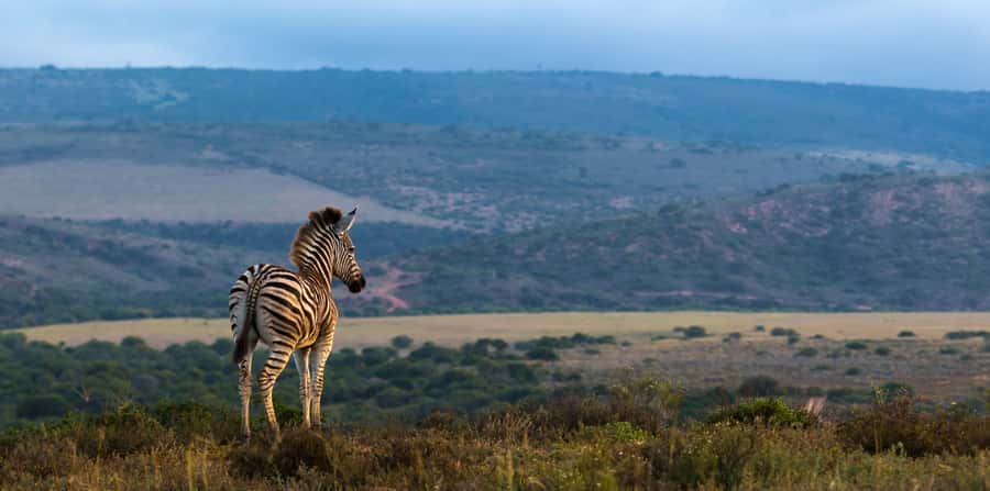 Port Elizabeth: 2-Day Addo Elephant Park Safari - Greater Addo’s Big Five promise, built on an elephant recovery story