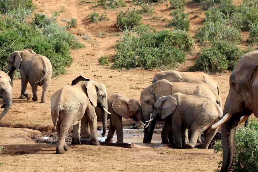 Port Elizabeth: 2-Day Addo Elephant Park Safari - FAQ