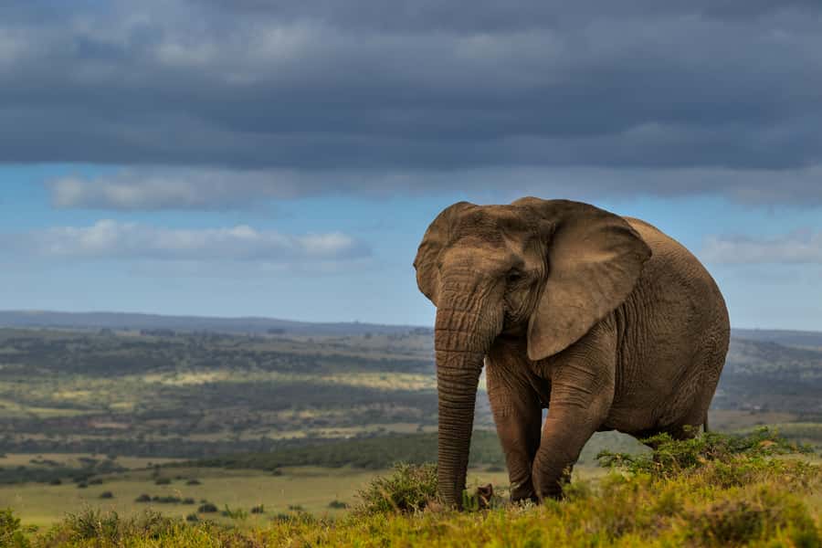 Port Elizabeth: 2-Day Addo Elephant Park Safari - Day 1 in Addo: full-day game drive, the heat factor, and what you are really looking for