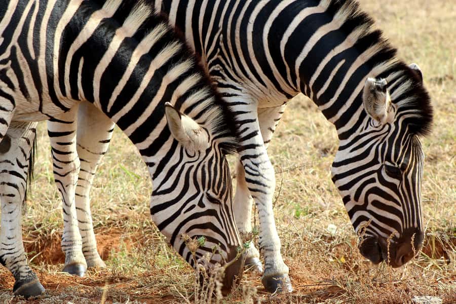 Port Elizabeth: 2-Day Addo Elephant Park Safari - Who this 2-day Addo safari is best for