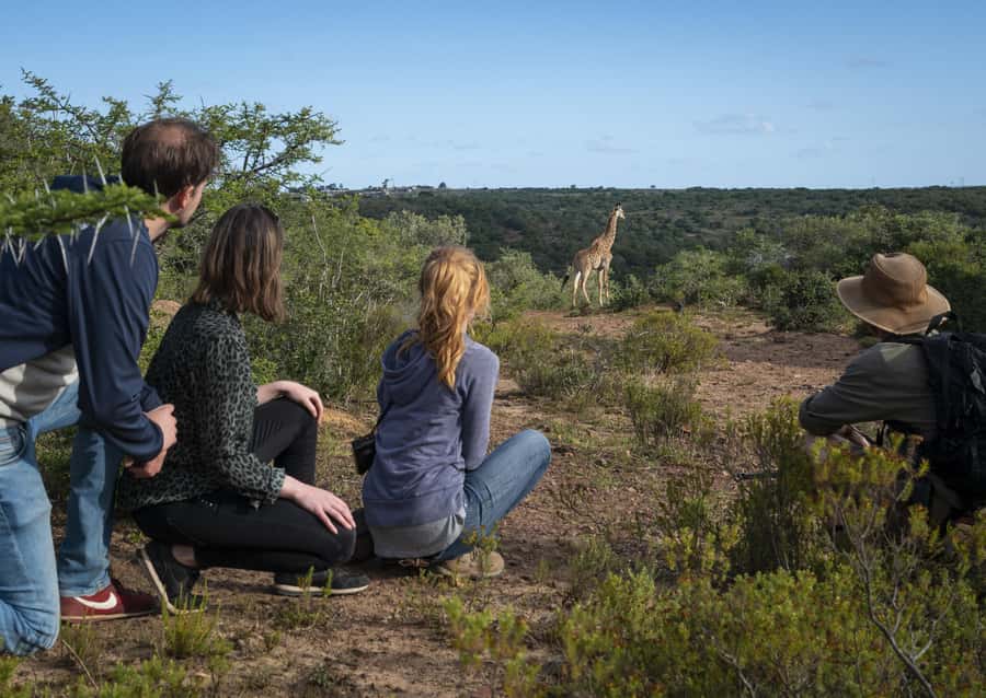 Port Elizabeth: 2-Day Addo Elephant Park Safari - Should you book the 2-Day Addo Elephant Park Safari?