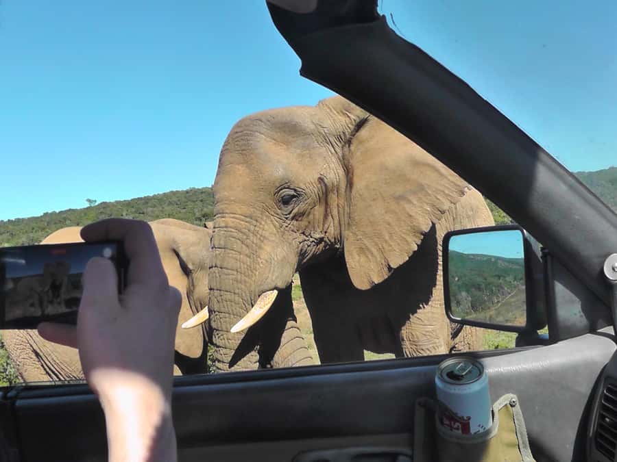 Port Elizabeth:2-Day Schotia Safaris & Addo Wildlife Reserve - Your Base in the Addo Area: Luxury That Actually Helps You Sleep