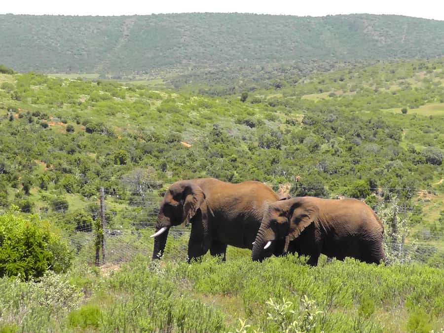 Port Elizabeth:2-Day Schotia Safaris & Addo Wildlife Reserve - Bellevue Forest Reserve: The 3-Hour Walk Break From Driving