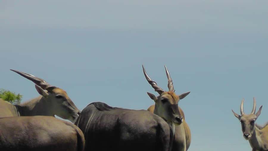 Port Elizabeth:2-Day Schotia Safaris & Addo Wildlife Reserve - Big Five Hunting, Addo Elephant National Park Style