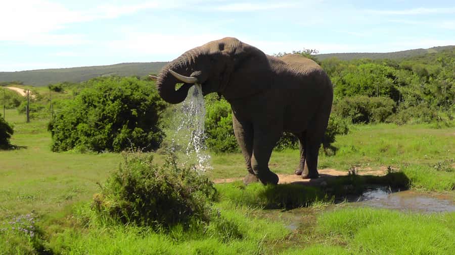 Port Elizabeth:2-Day Schotia Safaris & Addo Wildlife Reserve - Open-Sided 4x4 Vehicles: Why This Matters for Sightings