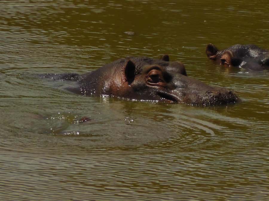 Port Elizabeth:2-Day Schotia Safaris & Addo Wildlife Reserve - The One Real Drawback: Timing and Transfer Glitches