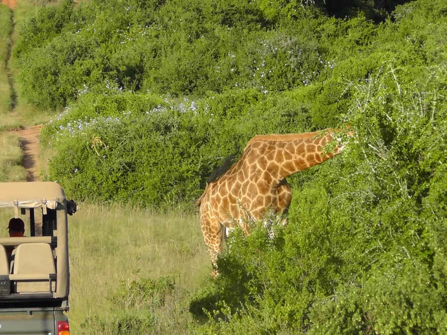 Port Elizabeth:2-Day Schotia Safaris & Addo Wildlife Reserve - Price and Value: What $716 Covers, and Why It Might Be Worth It