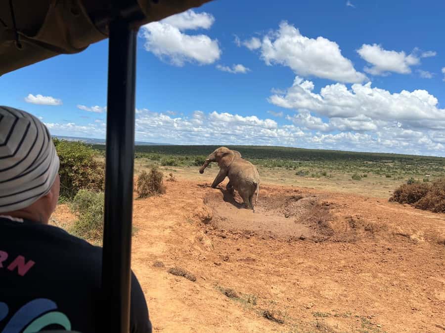 Port Elizabeth: 3-Day Addo Elephant National Park Safari - Key things that make this safari work