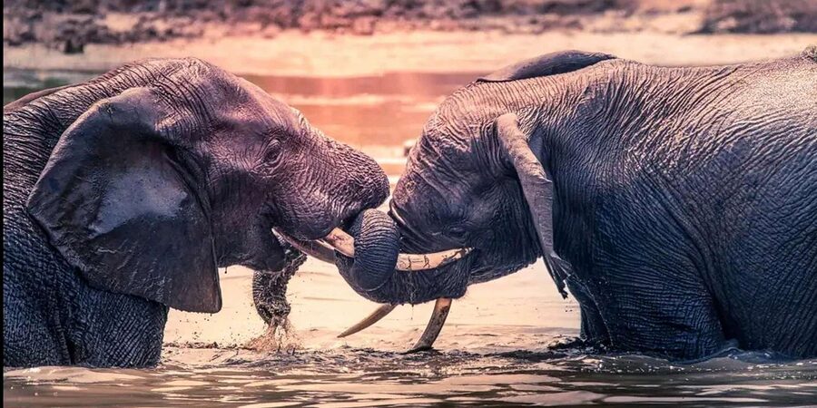 Port Elizabeth: 3-Day Addo Elephant National Park Safari - Who this 3-day Addo safari suits best