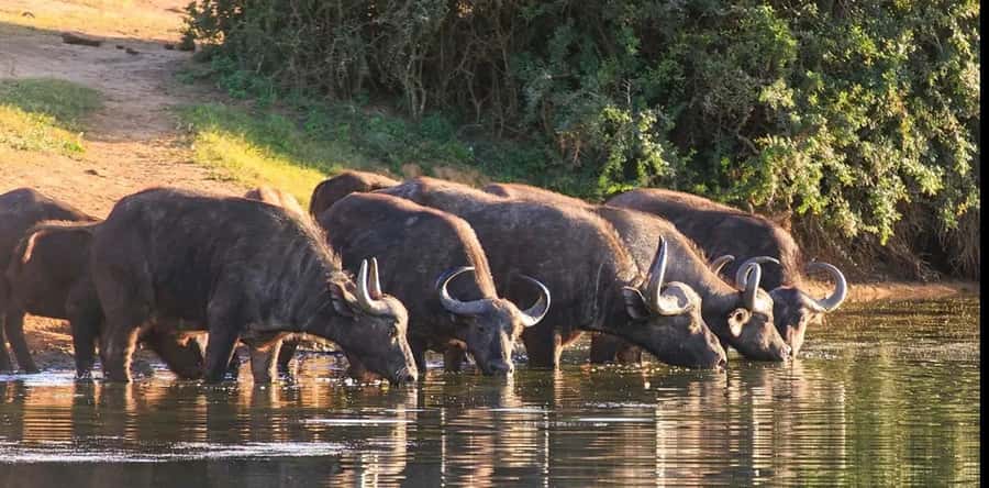Port Elizabeth: 3-Day Addo Elephant National Park Safari - Port Elizabeth pickup, then straight into safari mode
