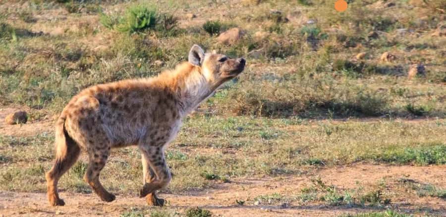 Port Elizabeth: 3-Day Addo Elephant National Park Safari - Full day in Addo Elephant National Park, built around elephants
