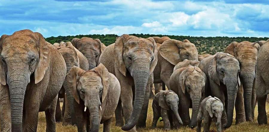 Port Elizabeth: 3-Day Addo Elephant National Park Safari - The up-close option: elephant walk or giraffe walking encounter