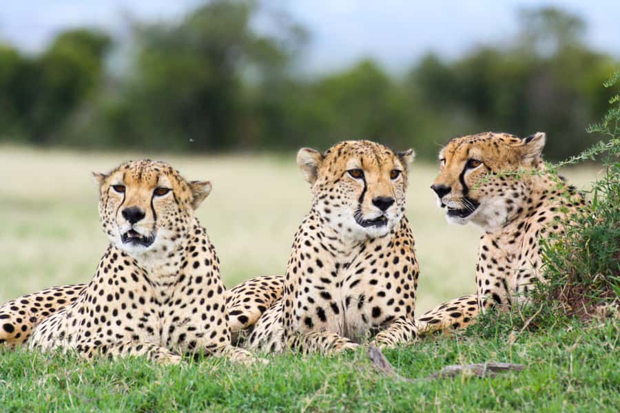 Port Elizabeth: 4x4 Wildlife Safari & City Sightseeing Tour - Wezandla African Craft Market Stop: Souvenirs with Local Energy