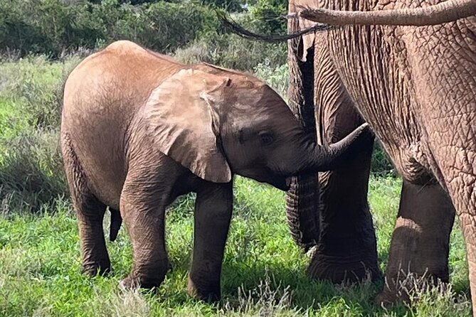 Port Elizabeth Addo Elephant National Park All Inclusive Safari - Key things that make this safari work so well