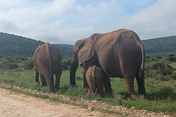 Port Elizabeth Addo Elephant National Park All Inclusive Safari - Why Addo Elephant National Park is the smart Port Elizabeth safari choice