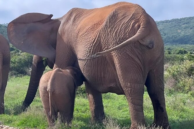Port Elizabeth Addo Elephant National Park All Inclusive Safari - Entering via South Gate (Mathyolweni) and starting in the South Section