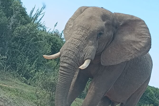 Port Elizabeth Addo Elephant National Park All Inclusive Safari - Game drive in the South Section: what you should watch for
