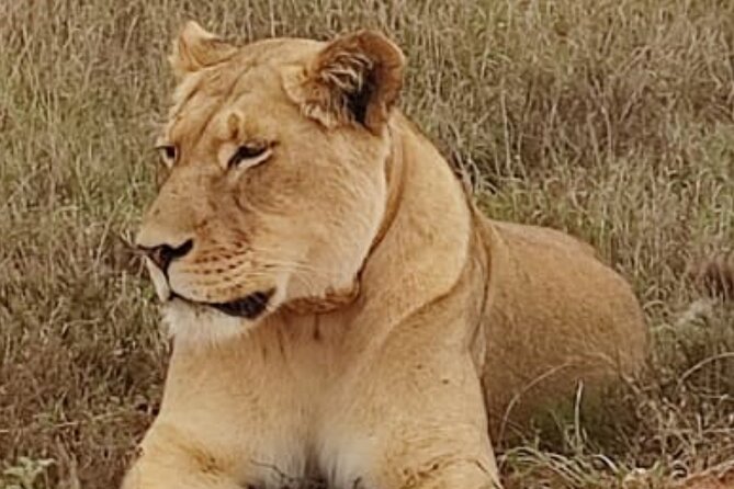 Port Elizabeth Addo Elephant National Park All Inclusive Safari - Lunch at Main Camp: a real break inside the park