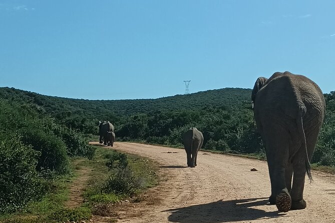 Port Elizabeth Addo Elephant National Park All Inclusive Safari - What all-inclusive really means here, and why it is good value