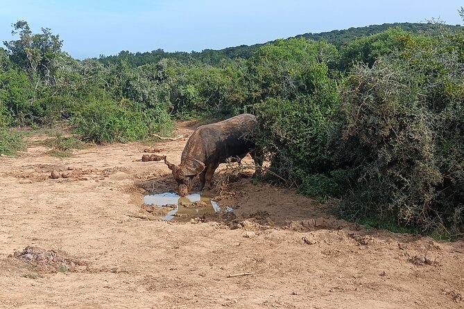 Port Elizabeth Addo Elephant National Park All Inclusive Safari - The 8:30 am start, air-conditioned comfort, and small-group pace