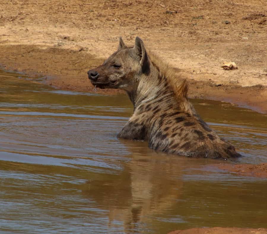 Port Elizabeth: Addo Elephant Park All-Inclusive Day Safari - Key Things to Know Before You Go