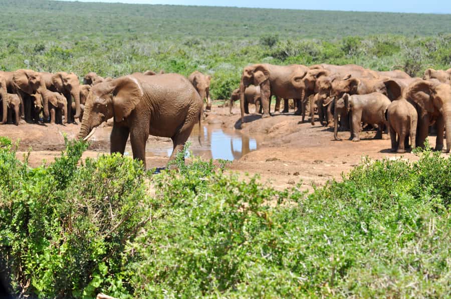 Port Elizabeth: Addo Elephant Park All-Inclusive Day Safari - Addo in a Day From Port Elizabeth: What Makes It Work