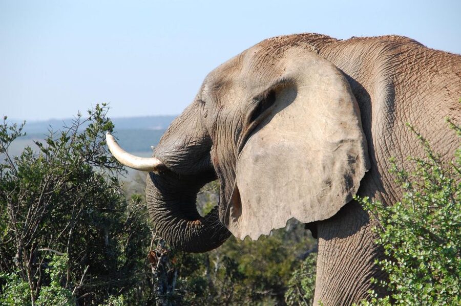 Port Elizabeth: Addo Elephant Park All-Inclusive Day Safari - Lookout Stops and Close Sight Chances That Feel Real