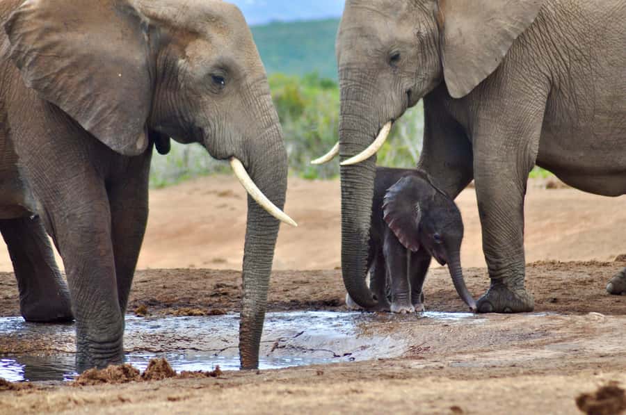 Port Elizabeth: Addo Elephant Park All-Inclusive Day Safari - Lunch Break at Addo: Food, Curios, and a Reset for the Afternoon
