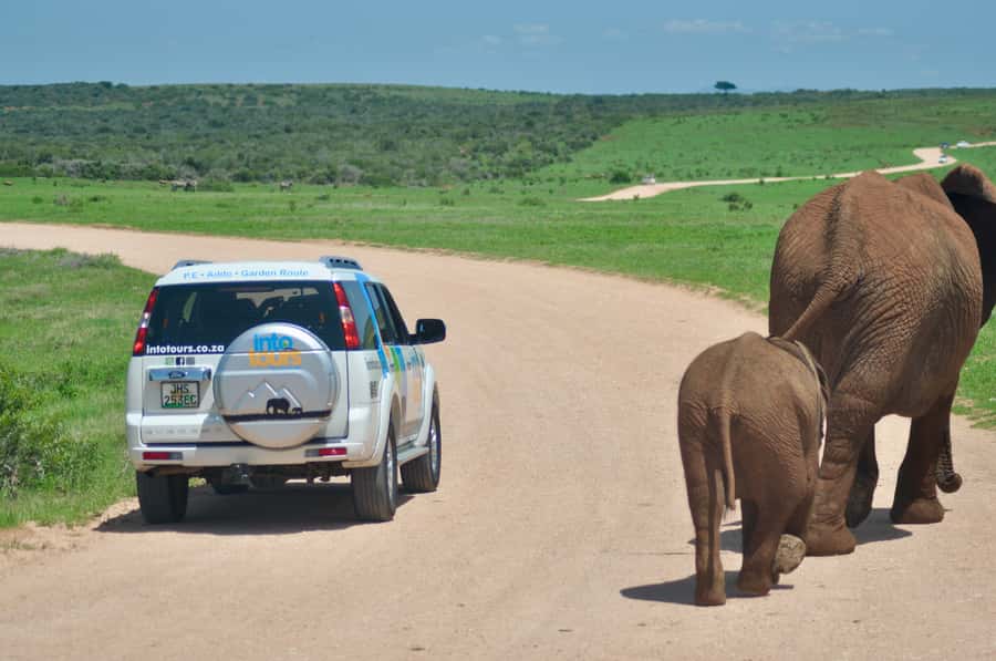 Port Elizabeth: Addo Elephant Park All-Inclusive Day Safari - Afternoon Game Drive and Photo Stop: When the Park Changes Tempo