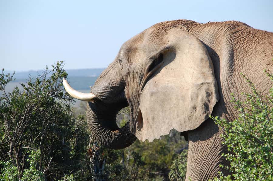 Port Elizabeth: Addo Elephant Park All-Inclusive Day Safari - What You’re Most Likely to See (and What’s Not Guaranteed)