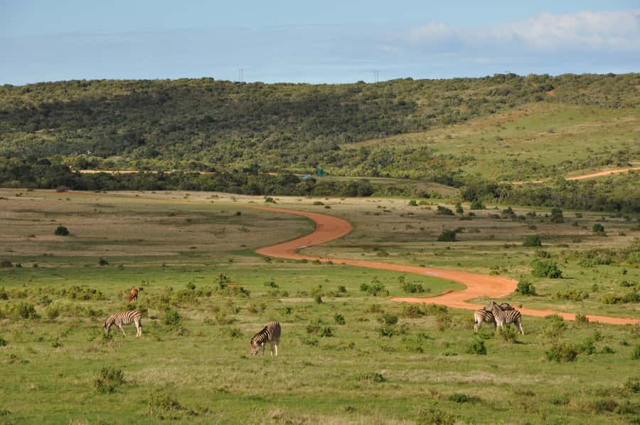 Port Elizabeth: Addo Elephant Park All-Inclusive Day Safari - Guides Who Actually Help You See More