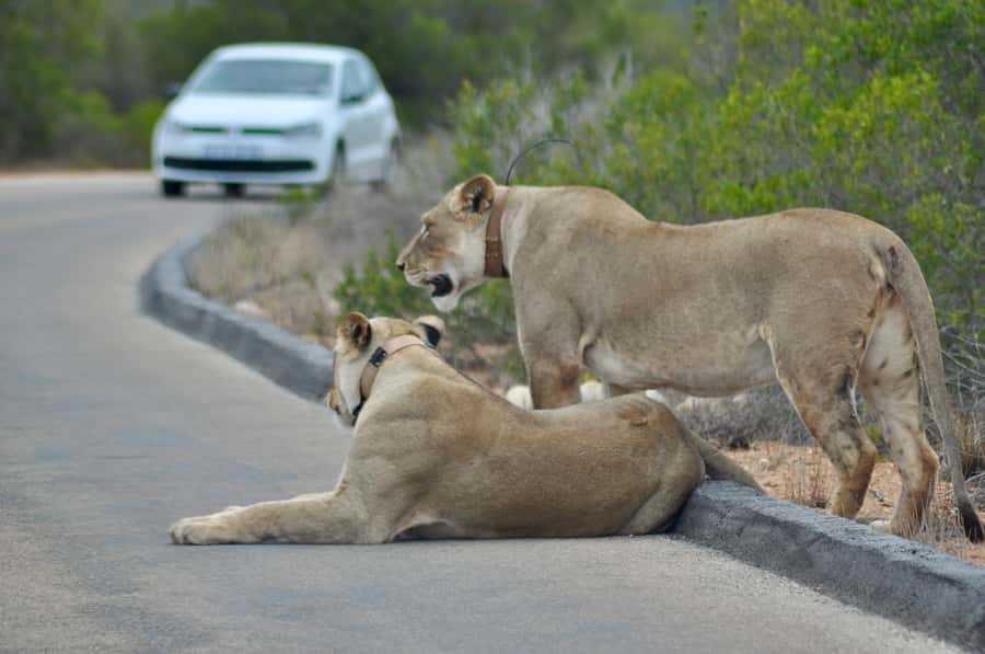 Port Elizabeth: Addo Elephant Park All-Inclusive Day Safari - Pickup, AC Comfort, and the Window Reality