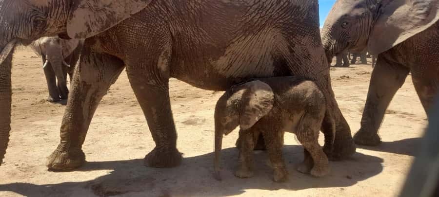 Port Elizabeth: Addo Elephant Park Shore Excursion & Safari - Key Things I’d Plan Around