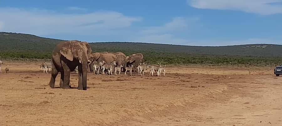 Port Elizabeth: Addo Elephant Park Shore Excursion & Safari - Jack’s Picnic Site Lunch: Fuel That Keeps You in the Safari Mood